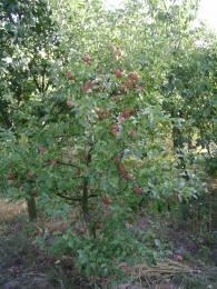 Apple tree in September